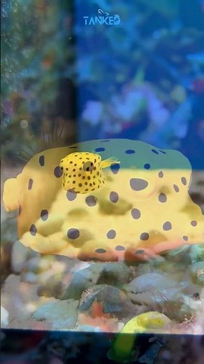 YELLOW BOXFISH | TANKED IND | @tanked_ind