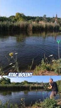 Atac Violent Crap Nărăvaș