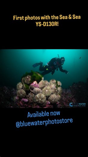 Underwater Photography Guide on Instagram: "We took the new @seaandsea_official ys-d130r strobe diving for the first time and were floored by the results! Check out our first underwater images and stay tuned for the full review. The strobe is available at @bluewaterphotostore #underwatermacrophotography #underwaterphotography #underwaterhousing #underwatercamera #scubadiving"