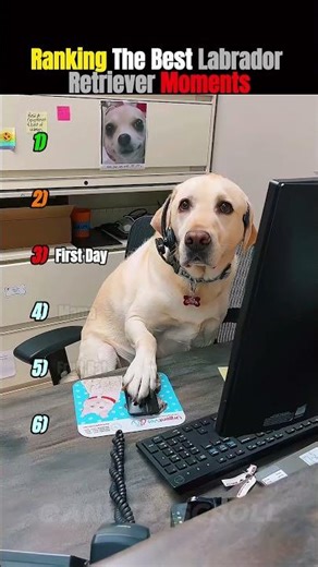 Ranking The Best Labrador Retriever Moments 🐕‍🦺🤣