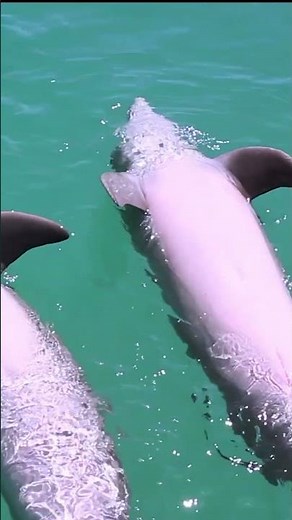 Beautiful Reef Fish 8K 🐟 Sleep & Relax in Seconds