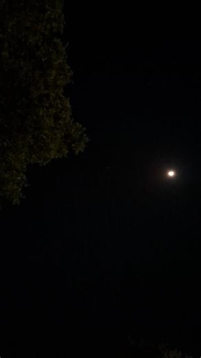 Peaceful Night View 🌙 | Moon & Tree Vibes