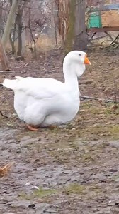 5.2K views · 35 reactions | Most beautiful biggesr goose in the would #gose #biggestgoose #duck #reelsfbシ #reelsfypシ @followers | Wild BIRDS | Facebook