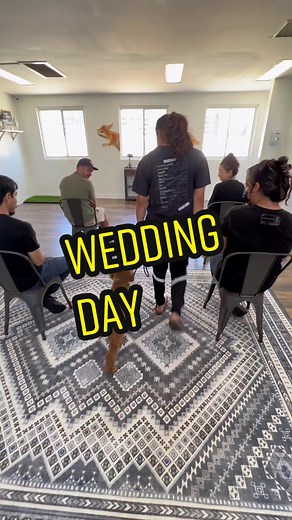 Wedding Day Dog Training Package for Your Beloved Pooch!