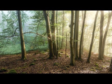 Ethereal Forest Light - Relaxing Walk Deep in the Woods