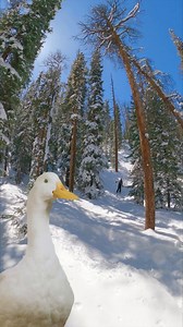 One bad fall shouldn’t slow you down. Be better prepared with Aflac. 🎿 ⛷️ | Aflac Duck