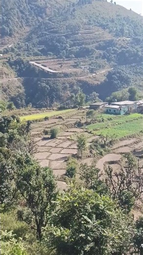 Step farming in mountain 🏔️