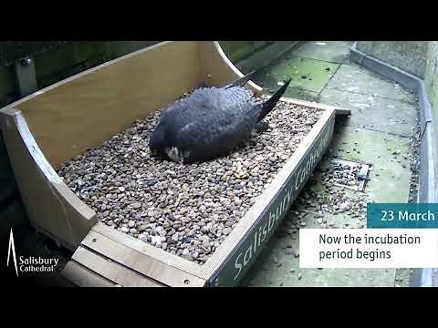 Peregrines at Salisbury Cathedral: A recap from January to April 2025