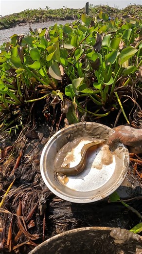 Desi Fish Catching Technique From Muddy #nature #fishinglife #village #fishing #fish | Local Fishing Videos