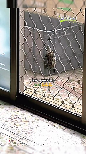 🐢：Oh, I'm sorry, spy operation canceled!#turtle #🐢 #cute #pet #turtles #turtletok #reptile