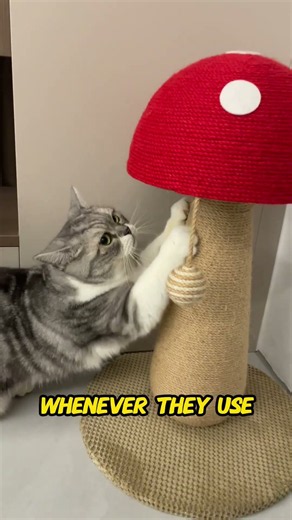 How to Stop Your Cat From Scratching Furniture