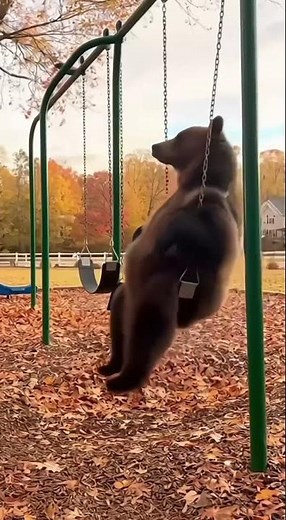 Bear on a Swing?! 😆🐻 | #BearFun #CuteBear #FunnyAnimal