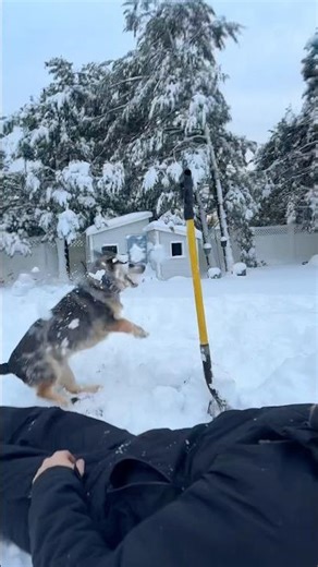 Snow ball fight #dog #snow #fyp #dogshorts