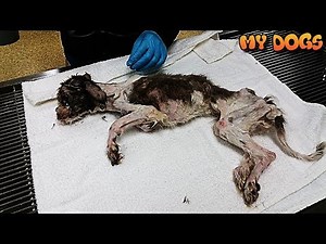 Rescue a Homeless Dog That Will Melt Your Heart and Amazing Transformation