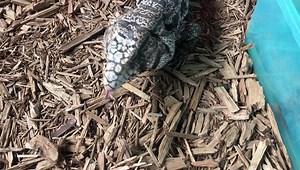 7.5K views · 120 reactions | Our black and white tegu, Montague, enjoying a treat of some grapes. Tegus are omnivores, and enjoy a wide range of foods, from fruits and veggies to insects, crustaceans, and eggs! (Salvator merianae) | Kentucky Reptile Zoo | Facebook