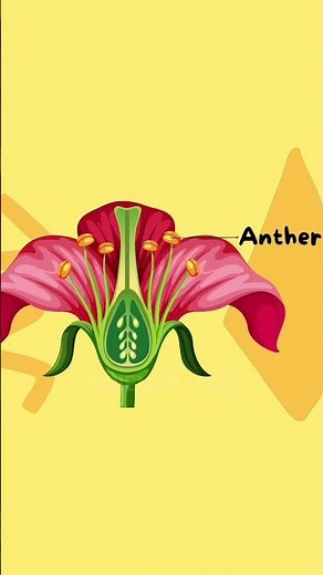 parts of flower #3d #animation #biology