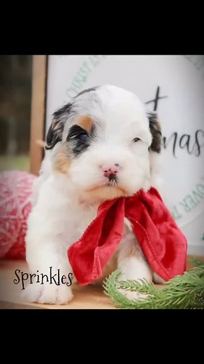 Merle & Tri magic just in time for Christmas week… these mini Bernedoodles are pure holiday joy! #minibernedoodle #bernedoodle #foryoupage #fypシ #puppiesofinstagram | Platinum Goldendoodles
