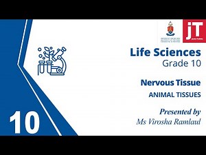8. Gr 10 Life Sciences - Animal Tissue - Nervous Tissue