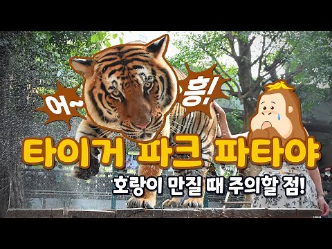 태국 파타야 호랑이 우리에 들어가 볼 수 있는 타이거 파크