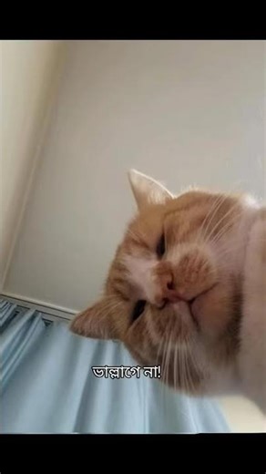 পড়বো বলে ব‌ই খুলেছি..