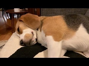 Sleepy beagle wakes up magnificently