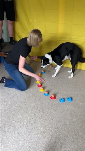 Fastest time to transfer 10 eggs into egg cups by a DOG! 😱