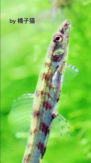 Ammocryptocharax elegans #shorts