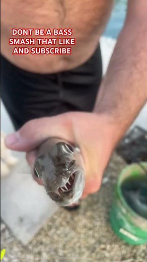 Barracuda Bites: Nature's Sharpest Teeth!" Catching a barracuda in Key West Florida