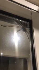 Giant Angry Huntsman Spider, Australia - 16 Jul 2017
