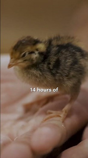 These birds can lay 350 eggs per year! 😲 #quail #farming