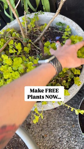 Make FREE plants… Layering is one of my favourite methods of taking cuttings because often the hard work is done for you! I have got a few examples that I am currently layering in the garden to show you very soon but hydrangea, penstemon, trailing nepeta and this creeping Jenny all do it very well! Once you see roots you can snip the stem off and keep it growing! 🙌🏼 🌷Comment below if you’d like any of my links sent to you 😘 MEMBERSHIP- Join My Beginner Gardening Club COURSE - Buy my ‘Beginne