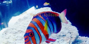 Australian Harlequin Tusk Lrg 6"-7" - Corals Sps Lps