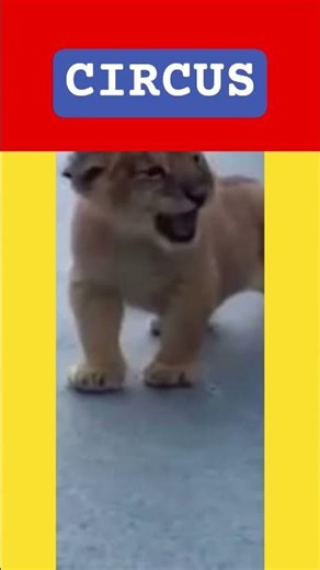 Circus Pet Lion Cub Smells Like Flowers #Shorts #circuslion #circuspetlion #pets #senses