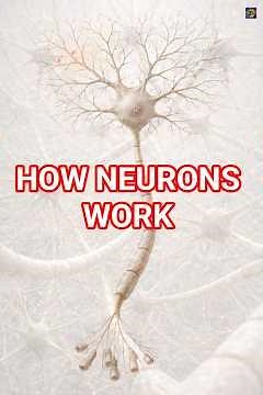 Neuron Anatomy: Dendrites, Soma, and Axons Explained
