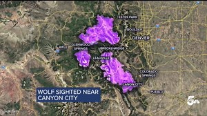 New data from CPW shows a grey wolf was spotted near Cañon City