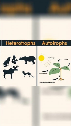 #difference between autotrophs and heterotrophs