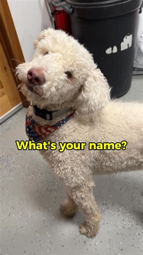 IN FOSTER WITH INTENT TO ADOPT!! Meet Lenny! 🐾 This fluffy goofball is full of love and personality, but shelter life has him feeling really stressed 😞. He’s ready to trade in the noise and chaos here for a cozy couch, fun adventures, and a family of his very own. He’s social, friendly, and absolutely loves people 💕. Lenny would do best in a home without cats (they’re just too tempting for him to chase), but he’s excited to meet his new best friends! #adoptdontshop #adoptabledog #rescuedog #s