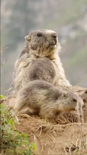 You’re Wrong About the Groundhog - The Mormot