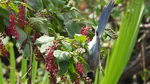 有毒植物を食べる鳥