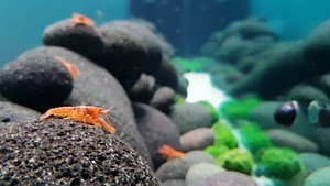 3.1K views · 100 reactions | #Werbung Dwarf Crayfish (CPO) pool tank...280cm long including 40cm internal filter system and automatic water change (freshwater permanent inflow from). Loacated at my favorite vet in Germany. CPO powered by Aquarium-Dietzenbach #oliverknott #ok_aqua #aquarebell #dwarfcrayfish #cpo #olibetta #sharkbitecommunication #aquaristik #aquaristikistgeil | Oliver Knott | Facebook