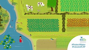 39K views · 108 reactions | Birds are vanishing as intensive agriculture pours manure and chemicals into our rivers, lakes + wetlands. To #ProtectWildlife, we need to #ProtectWater and a sustainable #FutureofCAP. ACT NOW: tell the EU to keep our water law strong! https://goo.gl/B9dfuU | BirdLife Europe and Central Asia | Facebook