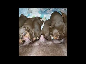 Doberman Pinscher Dog Giving Birth to 9 Healthy Puppies