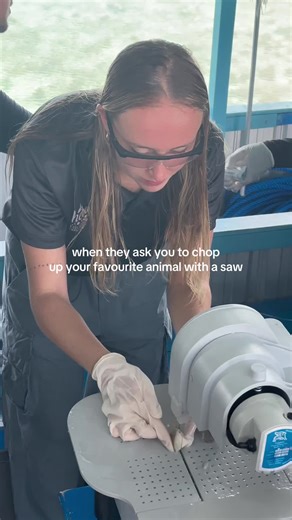 Coral Reef Restoration: Microfragmentation Technique