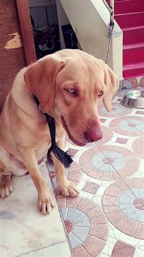 RubythePup #trending #funny #comedy #shorts #1mviews #5ookviews #rubythepup #reels