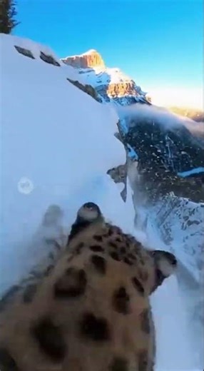 Snow Leopard's Deadly Chase on Icy Peaks!