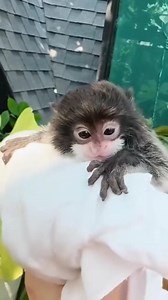 Today's creature: The Emperor Tamarin 🐵 The emperor tamarin is a species of tamarin monkey allegedly named for its mustache's resemblance to the German emperor Wilhelm II. It lives in the north Brazilian states of Acre and Amazonas and the southwest Amazon Basin, in east Peru, north Bolivia. The natural predators of the bearded emperor tamarin are not well known. However birds of prey, snakes and wild cats have been known to hunt small primates including different species of tamarin. (Wikipedia