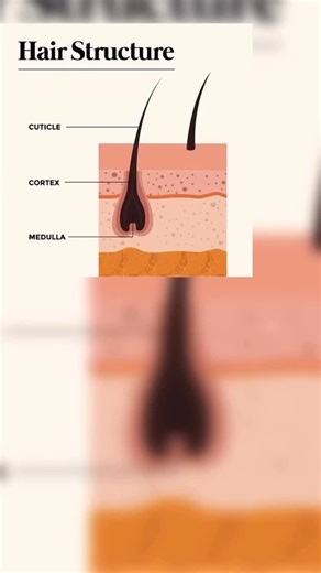 Sapna Sangma on Instagram: "Our Hair structure"