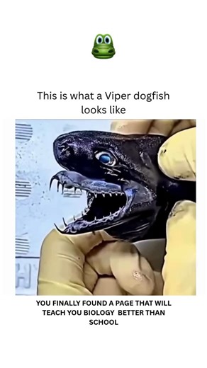 BIOLOGY | MEDICAL | HEALTH on Instagram: "Meet the Viper Dogfish — the shark with viper-like teeth! This rare and mysterious shark inhabits the ocean depths, and can be found at depths of over 300 meters. With long, sharp teeth reminiscent of a snake, the Viper Dogfish can project its jaw forward, capturing prey with frightening precision. Despite its menacing appearance, it measures only about 50 cm — a true creature of the sea’s shadows. Dm for credit or removal 👏🏻🙏🏻 For educational purpos