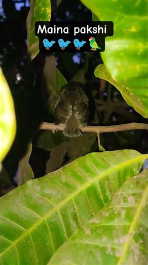 Maina pakshi #shorts #short #birds #love #viral #video #views