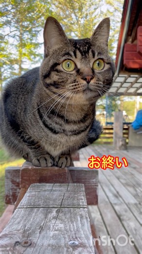 猫にゃんねる 2026-No.133 ジュジュちゃんの朝ニャルソックです。 #catlove #cat #ねこ動画 #ねこ #catlife #ニャルソック #猫 #ブラッシング